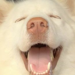 Siberian Huskies from Winter Siberian Huskies