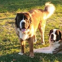 Saint Bernards from Cincinnati St. Bernards