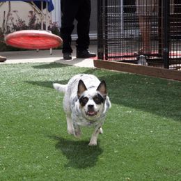 Australian Cattle Dog All Grown Up from Devon’s ACDs