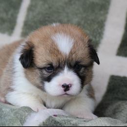 Cedar - Sable and white male American Corgi puppy in Scio, Oregon from Abundant Joy Corgis