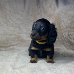 Kaiser - Black and tan male Dachshund puppy in Richmond, Virginia from Paw Prints