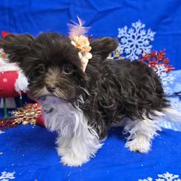 Evie - Chocolate female Havanese puppy in Vinita, Oklahoma from Locust Creek Shih Tzu & Havanese