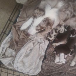 Australian Shepherd Puppies from BJ's Aussie