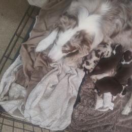 Australian Shepherd Puppies from BJ's Aussie