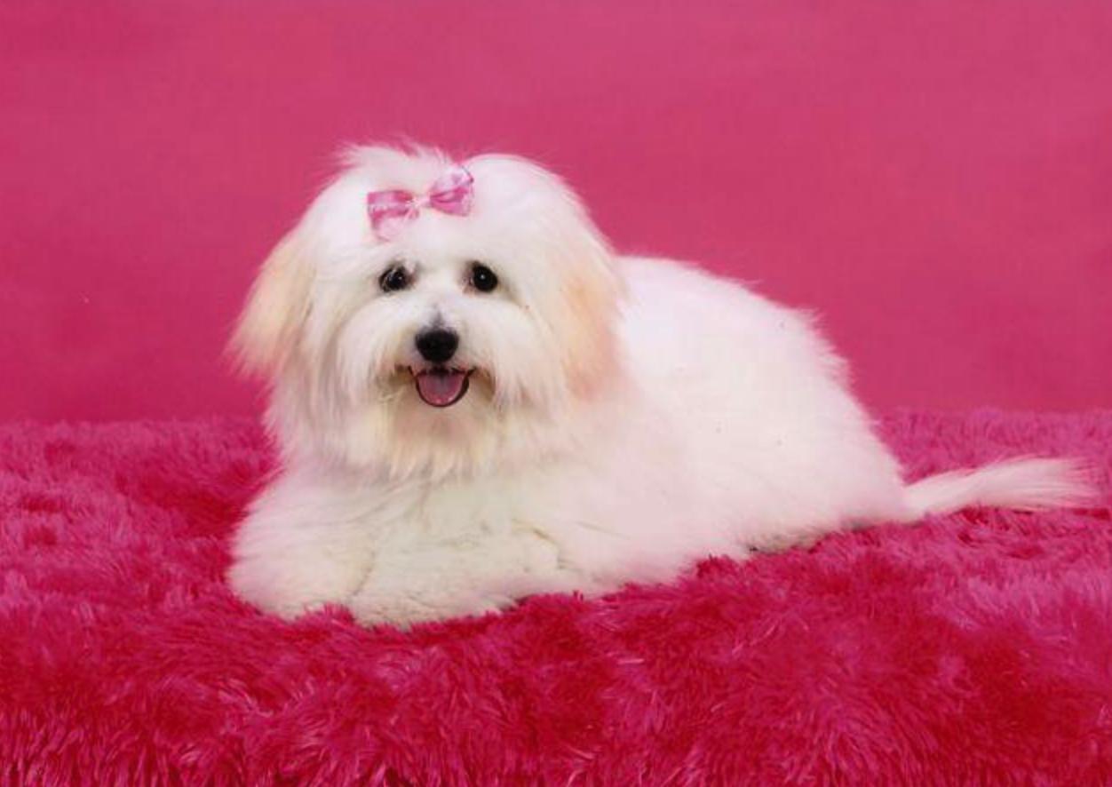 Cowboy Cotons in Florida Coton de Tulear puppies Good Dog