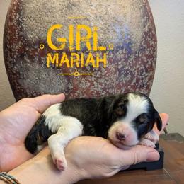 Mariah - Tri-color female Bernedoodle puppy in Cambridge, Minnesota from Country Meadow Doodles