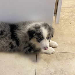 Aussiedoodle and Australian Shepherd Puppies from Annie's Aussies