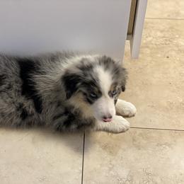 Aussiedoodle and Australian Shepherd Puppies from Annie's Aussies