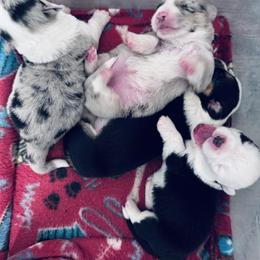 Girl 2 - Blue merle and white female Cardigan Welsh Corgi puppy in Huntington Beach, California from Gingerbread