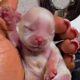 Stormy - White male Shih Tzu puppy in San Tan Valley, Arizona from Pretty Paws Shih Tzu's