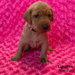 Labrador Retriever Puppies from Gochee Labs