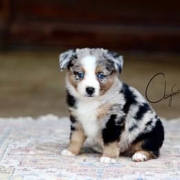 Hannibal Lecter - Blue merle male Miniature Australian Shepherd puppy in Prague, Oklahoma from Clay Creek Aussies
