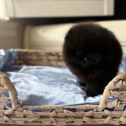 Baby Fig - Black male Pomeranian puppy in Sacramento, California from Carousel Poodles & Pomeranians