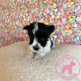Miniature Schnauzer Puppies from JC Parti Schnauzers