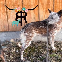 Firefly - Red mottled female Australian Cattle Dog puppy in Kalispell, Montana from BTR Australian Cattle Dogs