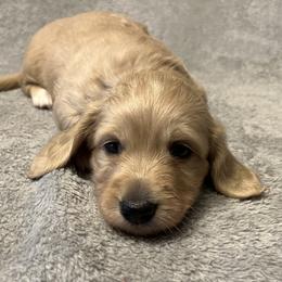 Peter Parker - Cream male Dachshund puppy in Arp, Texas from Barksalot Dachshunds