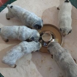 Australian Cattle Dog Puppies from Cindy McKinney's Australian Cattle Dogs
