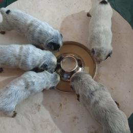 Australian Cattle Dog Puppies from Cindy McKinney's Australian Cattle Dogs