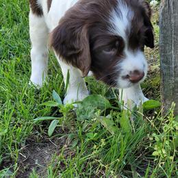 Lando (The Gentleman) - White and liver male English Springer Spaniel puppy in Davenport, Iowa from Hearthstone Springers