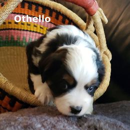 Miniature American Shepherd Puppies from A Bar J Ranch Kennel