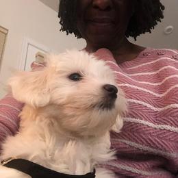 Coton de Tulear and Poodle Puppies from Legacy Pets