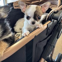 Envy - Fawn brindled black female Chihuahua puppy in Palmyra, Indiana from Country Star Chihuahuas