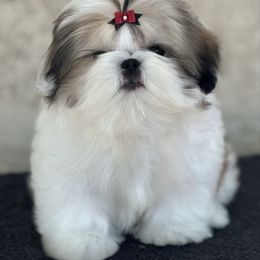 Bebeng - Tricolor female Shih Tzu puppy in Central, California from Ling Ling’s Shih Tzu