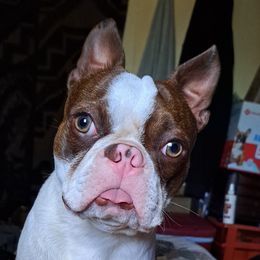 Hercules - Boston Terrier