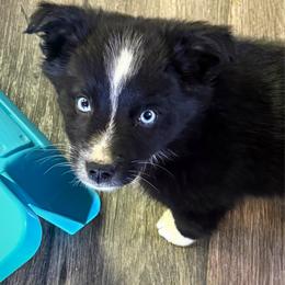 Curry - Black male Toy Australian Shepherd puppy in Smithville, Arkansas from Cooper Creek Aussies
