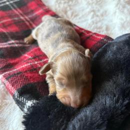 Brave (green collared boy) - Dapple male Dachshund puppy in Wrightwood, California from Twinkle Dachs