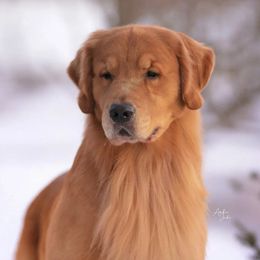 JP - Golden Retriever
