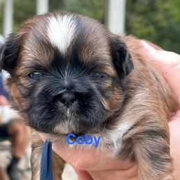 Coby - Tricolor male Shih Tzu puppy in Bloomfield, Indiana from Meihem Pups