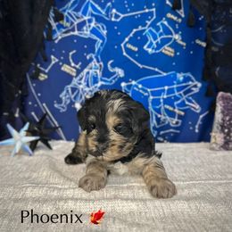 Phoenix - Blue roan and tan male Cockapoo puppy in Placerville, California from Rpuppies
