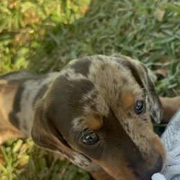 Dachshund Puppies from Waddell Weenies