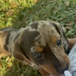 Dachshund Puppies from Waddell Weenies