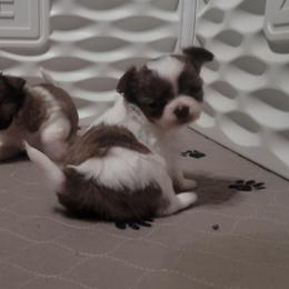 Mia - Sable spotted white female Chihuahua puppy in Downey, Idaho from Seven Diamond Chihuahua's