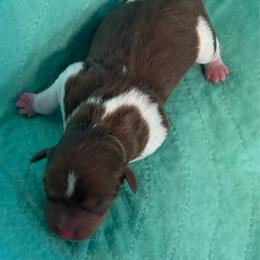 Garnet - White, chocolate and tan male Rat Terrier puppy in Savoy, Texas from Rockin EZ Rat Terriers