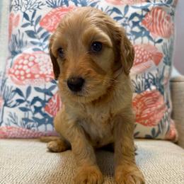 Breeze - Apricot male Goldendoodle puppy in Pensacola, Florida from Goldendoodles Love You in Pensacola Friend Edition