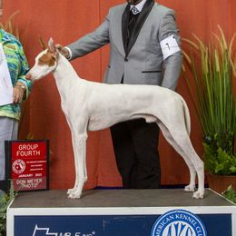 Beetlejuice - Ibizan Hound