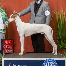 Beetlejuice - Ibizan Hound
