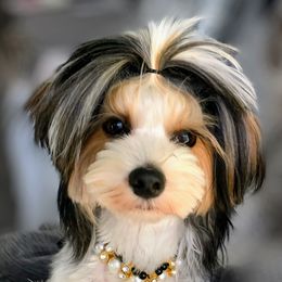 Ivy - Biewer Terrier