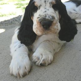 English Springer Spaniel Puppies from vom King-Charles