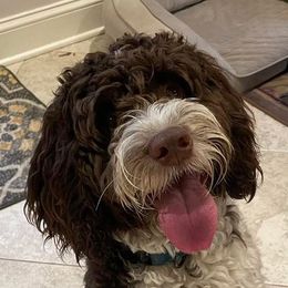 Springerdoodle All Grown Up from Evalina Miller's Spaniels