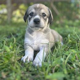 Nova - Gray fawn female Anatolian Shepherd Dog puppy in Fort Pierce, Florida from Quiet Waters
