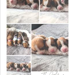 Girl 2 - White and red female Pembroke Welsh Corgi puppy in Milton, Florida from Milton Corgis