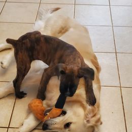 Boxer Puppies from SmashBox Kennel