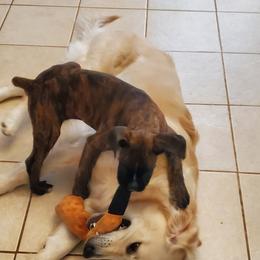 Boxer Puppies from SmashBox Kennel