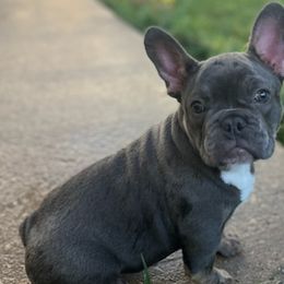 French Bulldogs from Katy Simmons