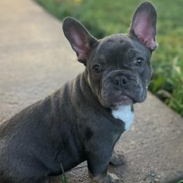 French Bulldogs from Katy Simmons
