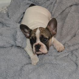 French Bulldog Puppies from House of Wrinkles